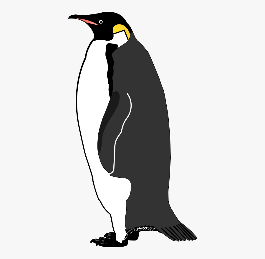 Emperor Penguin Bird Vector Graphics Image - Illustration, Transparent Clipart