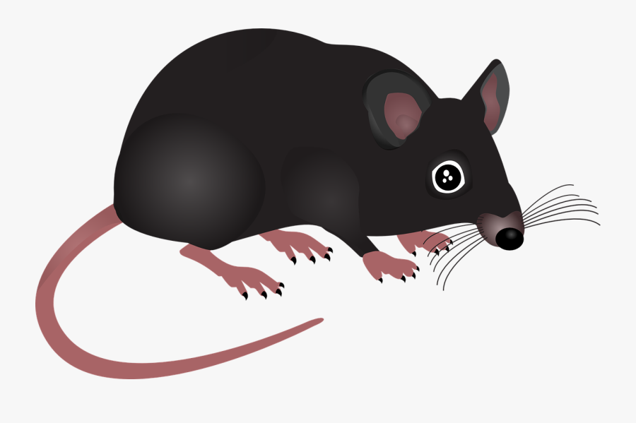 Transparent Rodent Png - Cartoon Rat Transparent Background, Transparent Clipart
