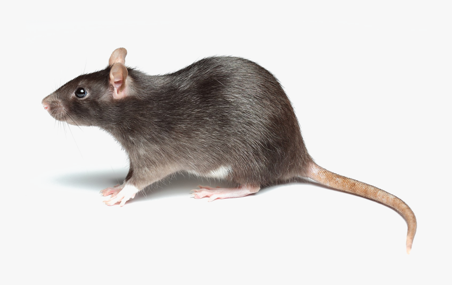 Rat Png, Transparent Clipart