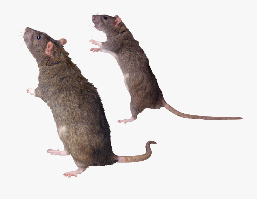 Mouse, Rat Png Image - Rat Transparent Background, Transparent Clipart