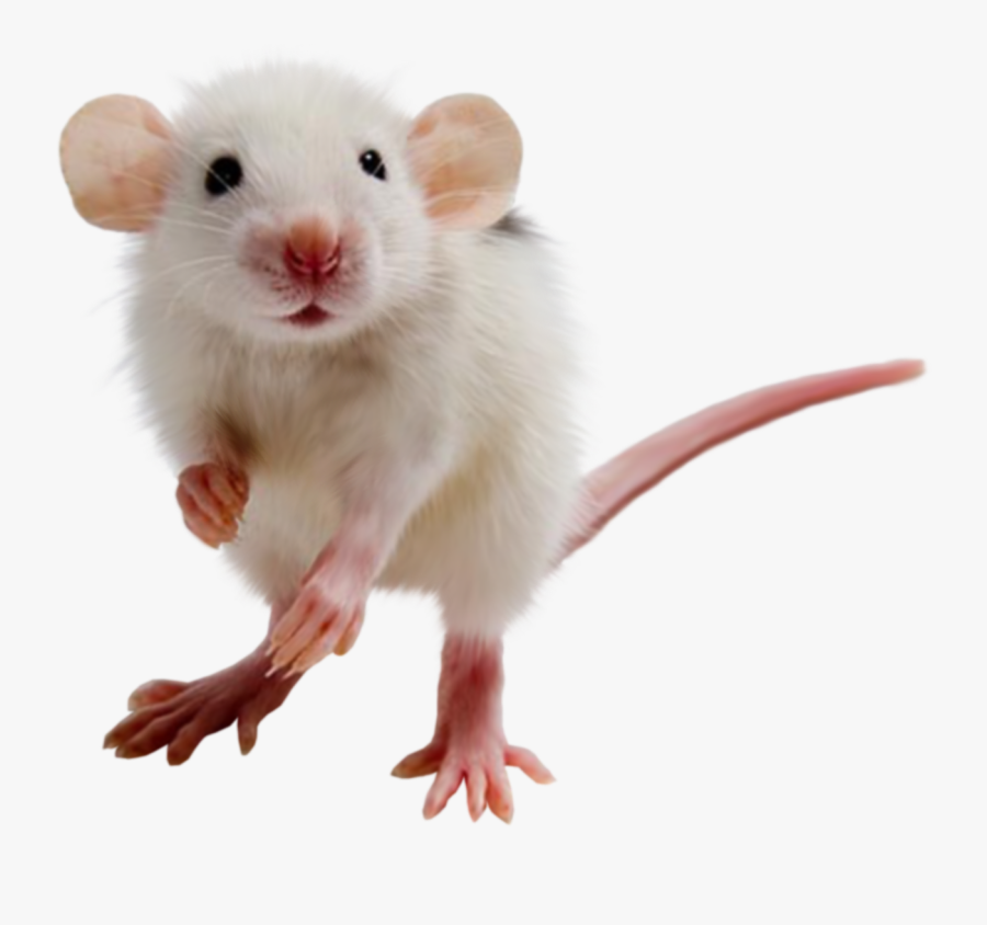 Mouse, Rat Png Image - Мышь Пнг, Transparent Clipart