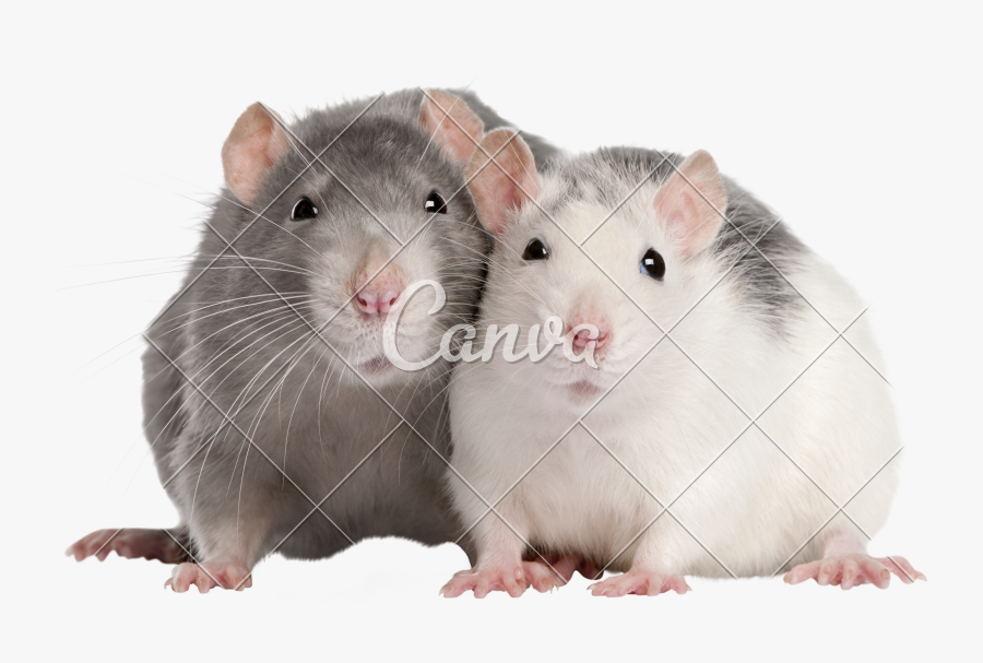 Clip Art Two Months Old Photos - Two Rats, Transparent Clipart