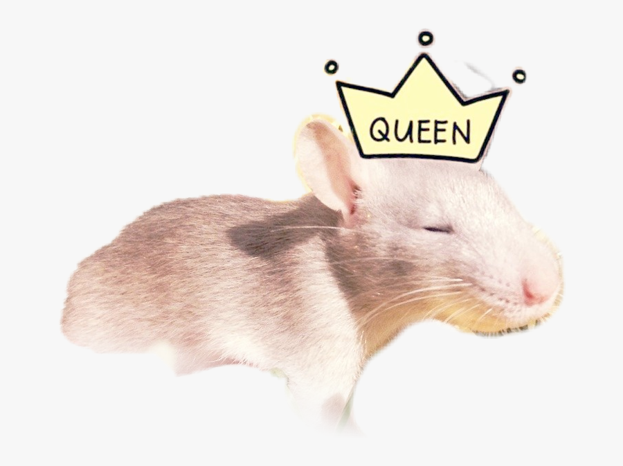 Clip Art Bee Yellow Queen Sticker - Rat Cute Transparent, Transparent Clipart