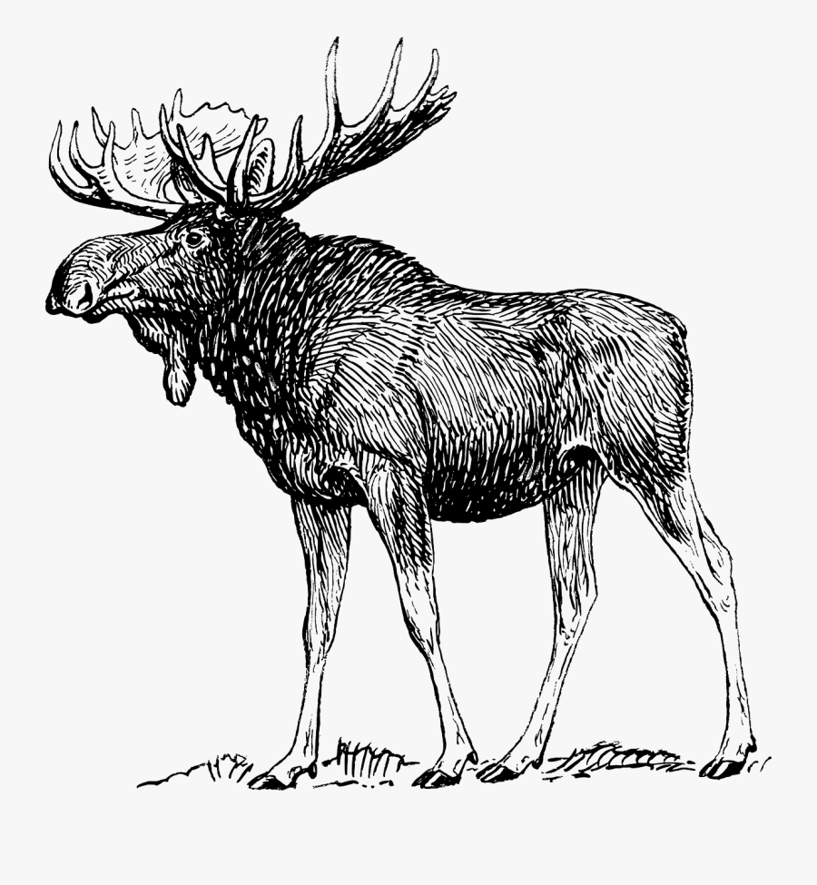 Moose Elk Reindeer Antlers Png Image - Moose Black And White, Transparent Clipart