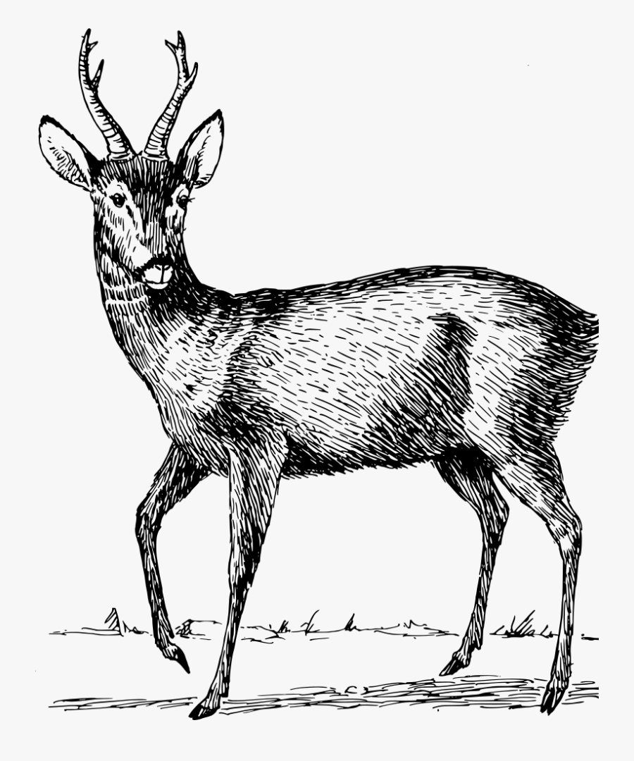 Roebuck - Roe Clipart Black And White, Transparent Clipart