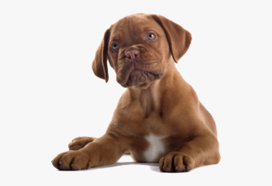 Dog Clipart Png - Brown Dog Png, Transparent Clipart