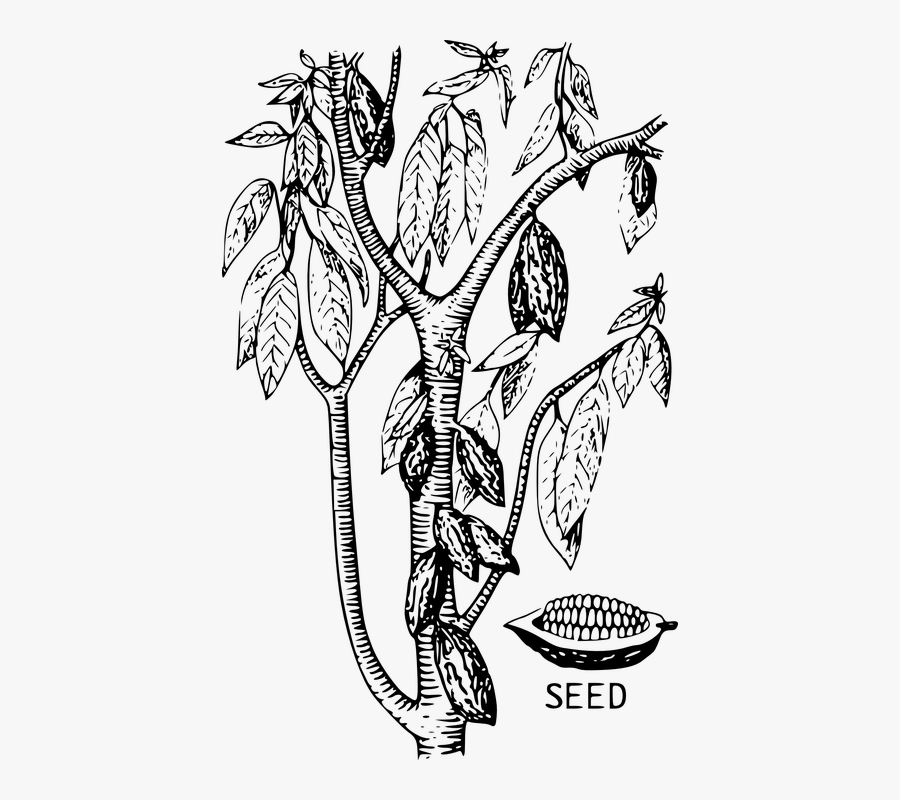 Cacao Black And White Clipart - Cocoa Beans Plant Drawing, Transparent Clipart