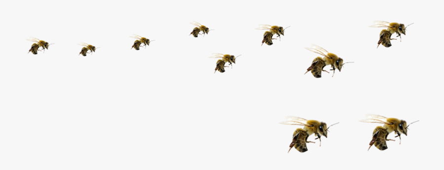Honey Bee Png - Transparent Background Bees Png, Transparent Clipart