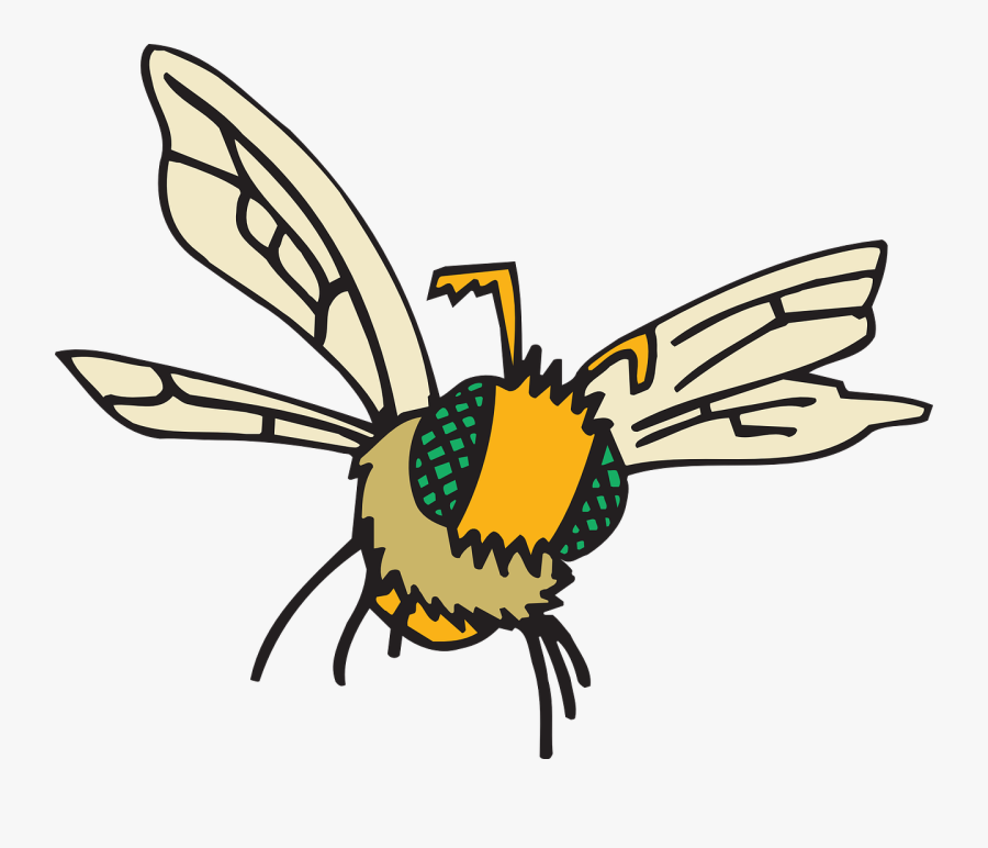 Eyes, Bee, Flying, Insect, Compound, Fuzzy, Fly - Compound Eyes Cartoon, Transparent Clipart