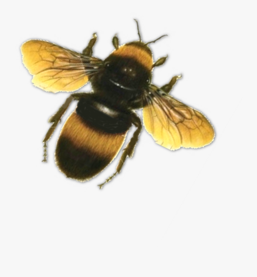 Flying Bee Clipart, Transparent Clipart