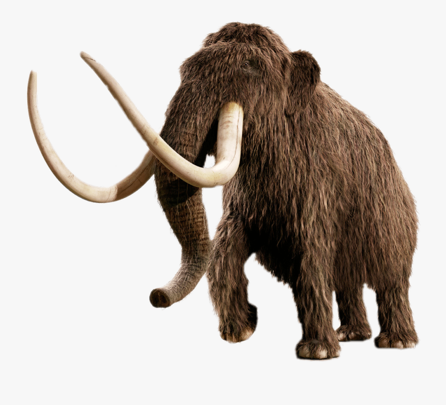 Mammoth - Woolly Mammoth No Background, Transparent Clipart