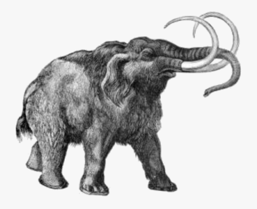 Woolly Mammoth - Extinct Animals Black And White, Transparent Clipart