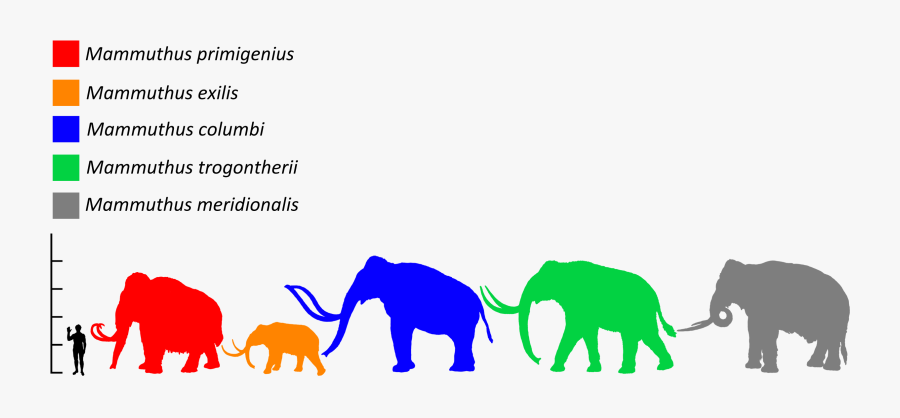 Mammoth Size, Transparent Clipart