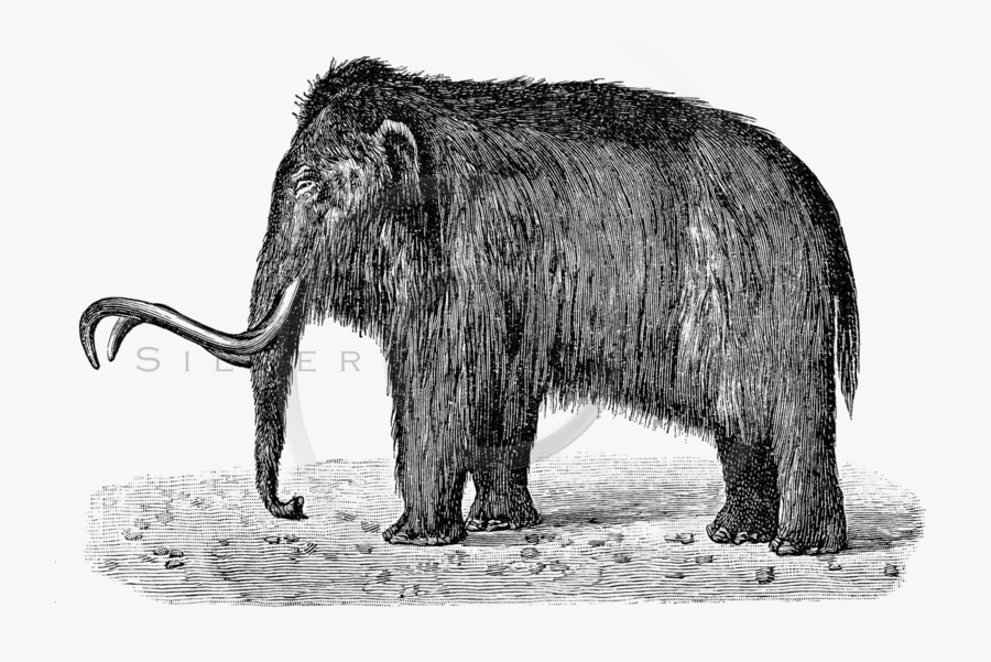 Mammoth Png - Woolly Mammoth Black And White, Transparent Clipart