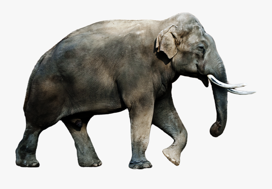 Transparent Elephant Clipart Png - Asian Elephant Transparent Background, Transparent Clipart