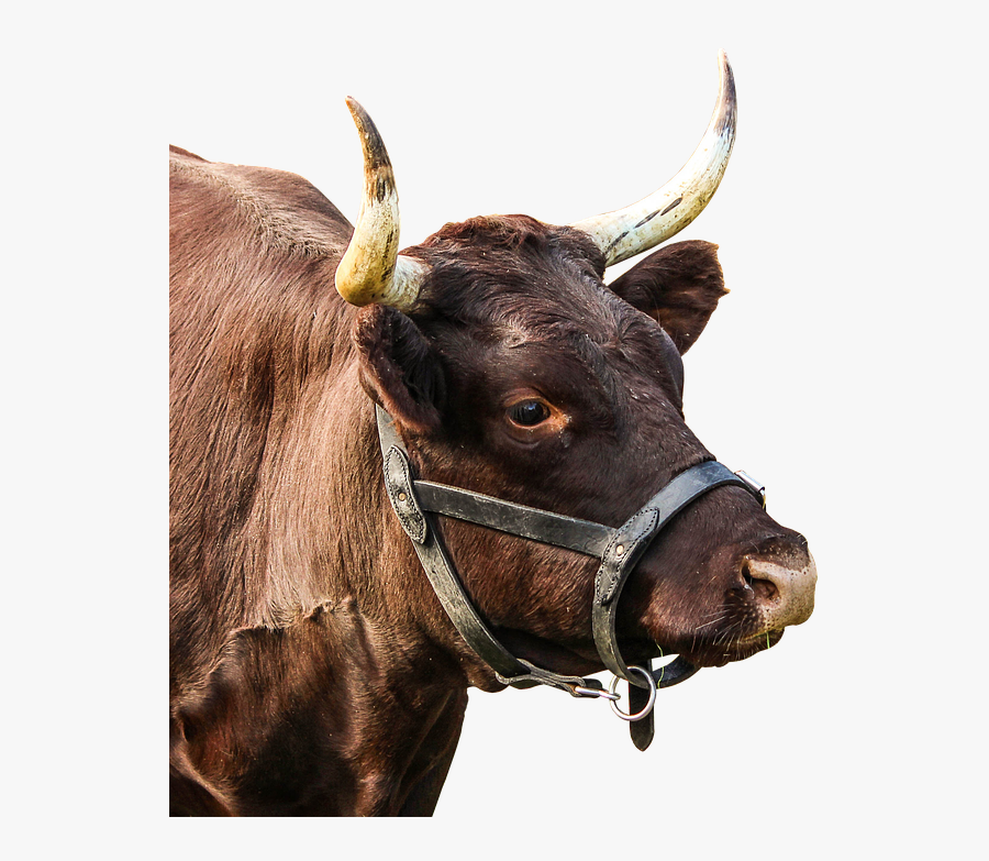 Transparent Bull Horns Clipart - Real Bull Head Png, Transparent Clipart