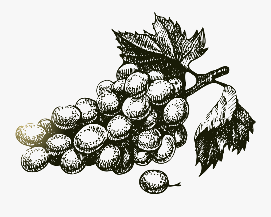 Uvas Y Vino Dibujo, Transparent Clipart
