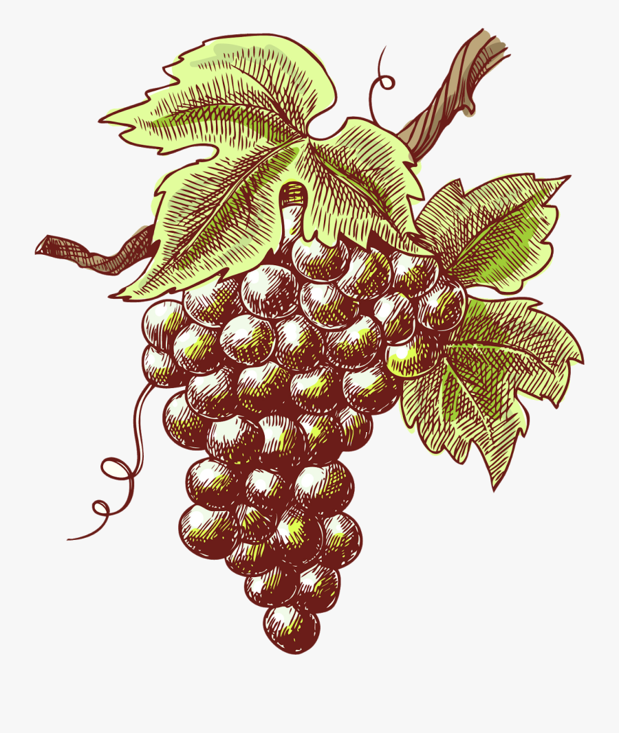 Transparent Grapes Png - Wine Sketch, Transparent Clipart