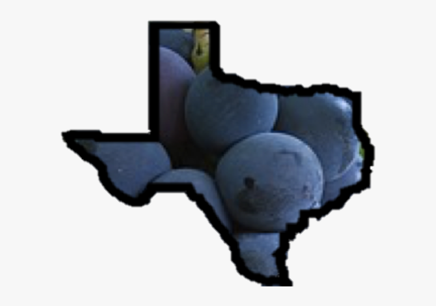 Texas Tech University, Transparent Clipart