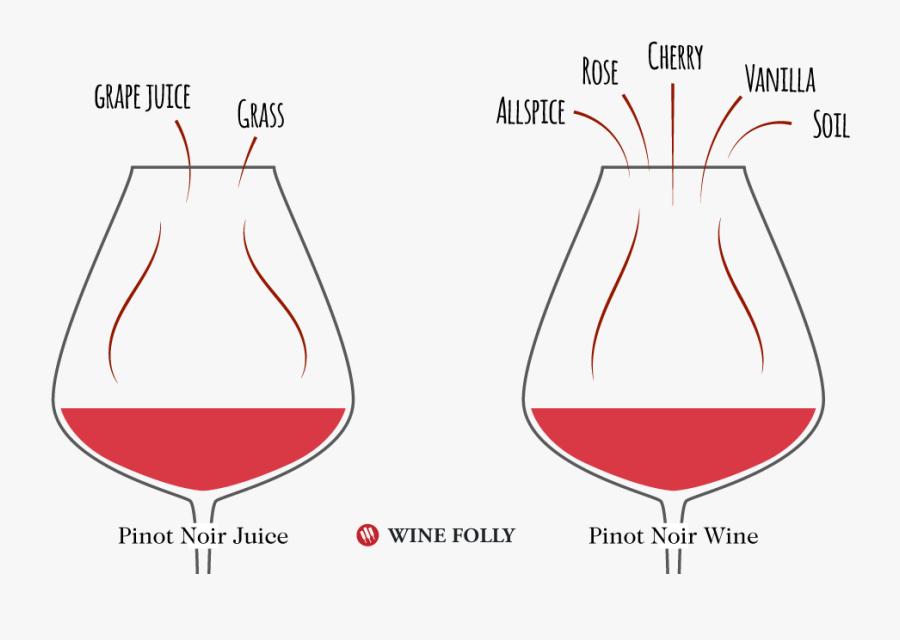 Wine Flavors In Pinot Noir Wine Versus Pinot Noir Juice - Pinot Noir Wine Folly, Transparent Clipart