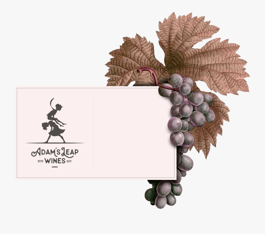 Wine Farm Website Divi, Transparent Clipart