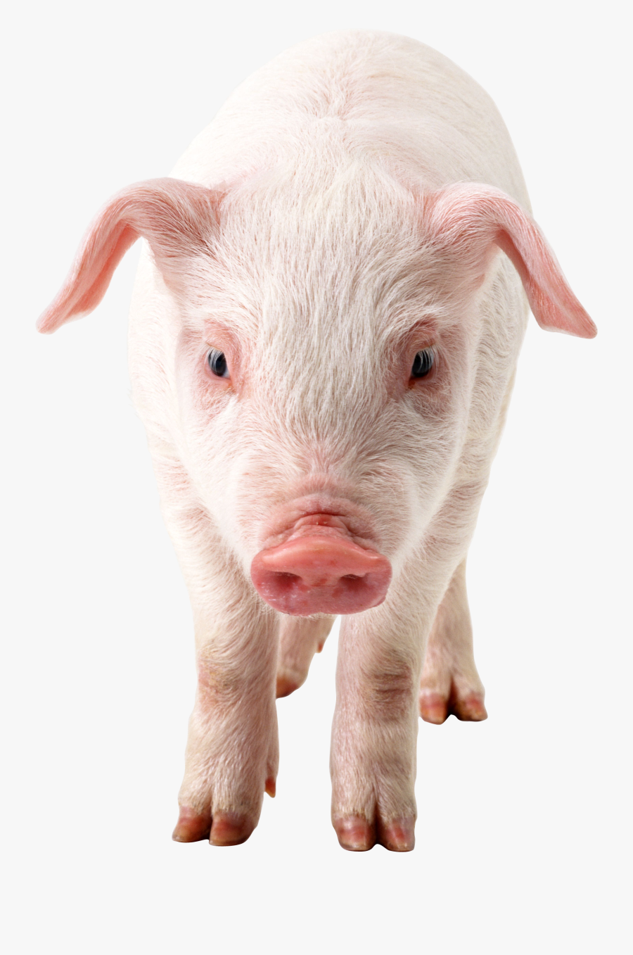 Pig Transparent Background, Transparent Clipart