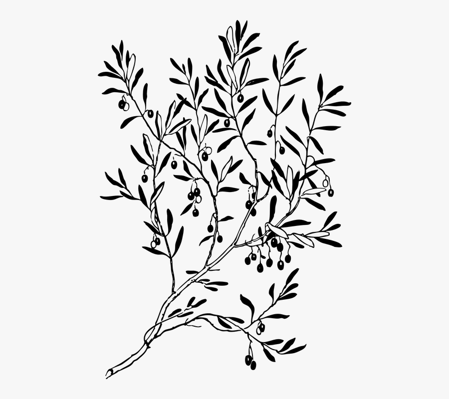 Olive Branch Clipart Black And White, Transparent Clipart