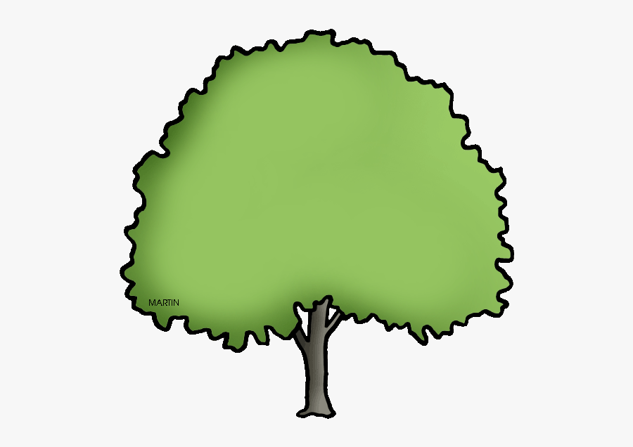 Massachusetts State Tree - Massachusetts State Tree Drawing, Transparent Clipart