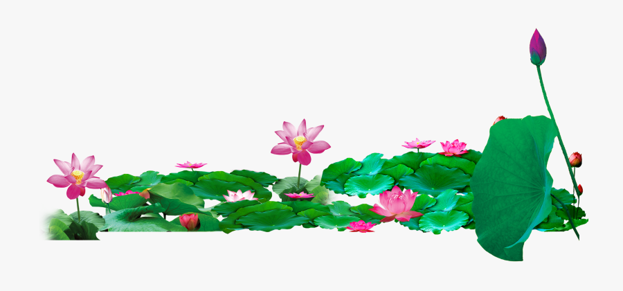 Nelumbo Nucifera Download Transprent - Lotus Pond Png, Transparent Clipart