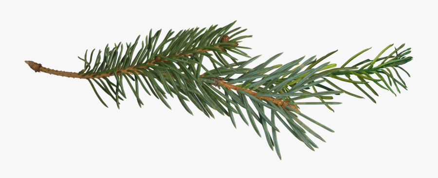 Pine Branch Tree Clip Art - Pine Tree Branch Png, Transparent Clipart