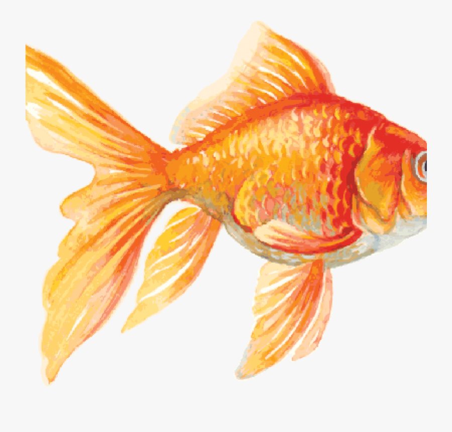Transparent Marine Biologist Clipart - Goldfish Drawing, Transparent Clipart