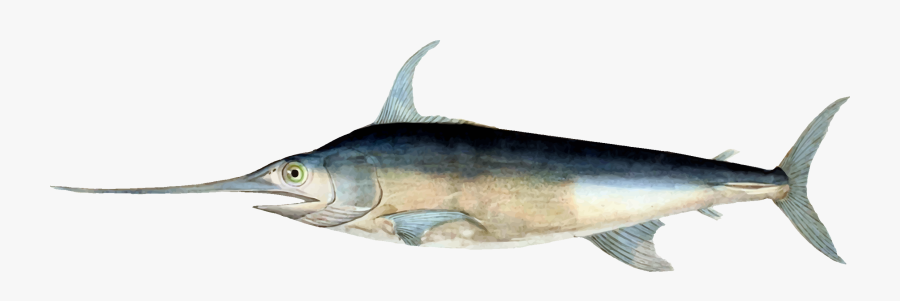 Billfish,shark,marine Biology - Swordfish Png, Transparent Clipart
