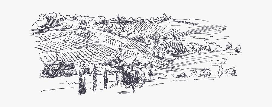 Picture Download Judean Montefiore Wines In - Old Vineyard Draw, Transparent Clipart