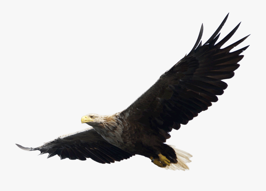 Free Png Majestic Bald Eagle Flying Png Images Transparent - Eagle Png, Transparent Clipart
