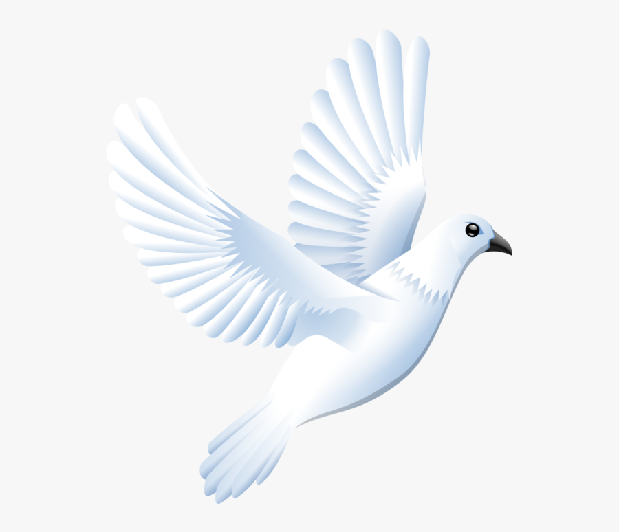 Dove Vector - Pavuram Png, Transparent Clipart