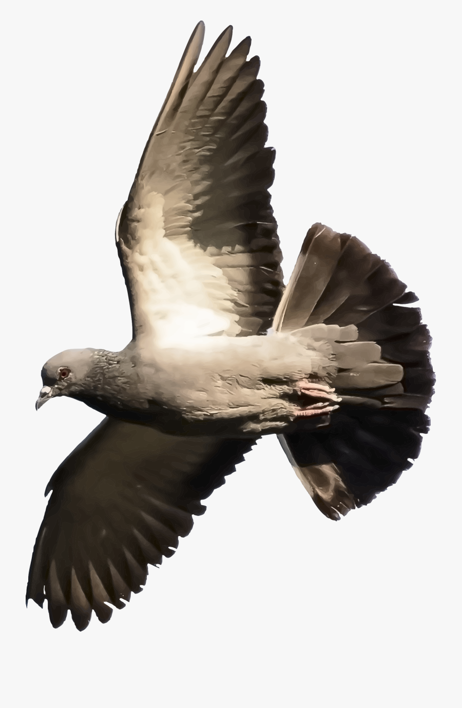 Eagle,hawk,bald Eagle - Pigeon Silhouette Pigeon Vector Png, Transparent Clipart