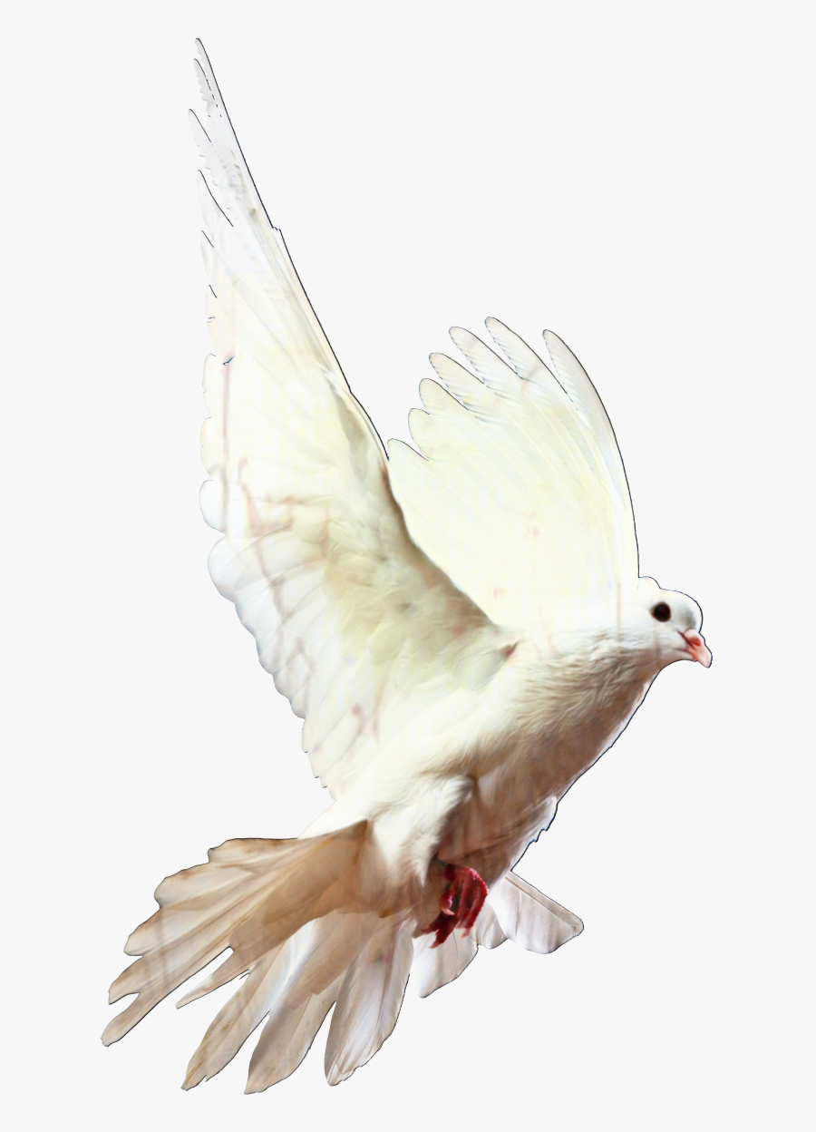 Homing Pigeon Pigeons And Doves Bird Racing Homer Release - Transparent Background Pigeon Png, Transparent Clipart
