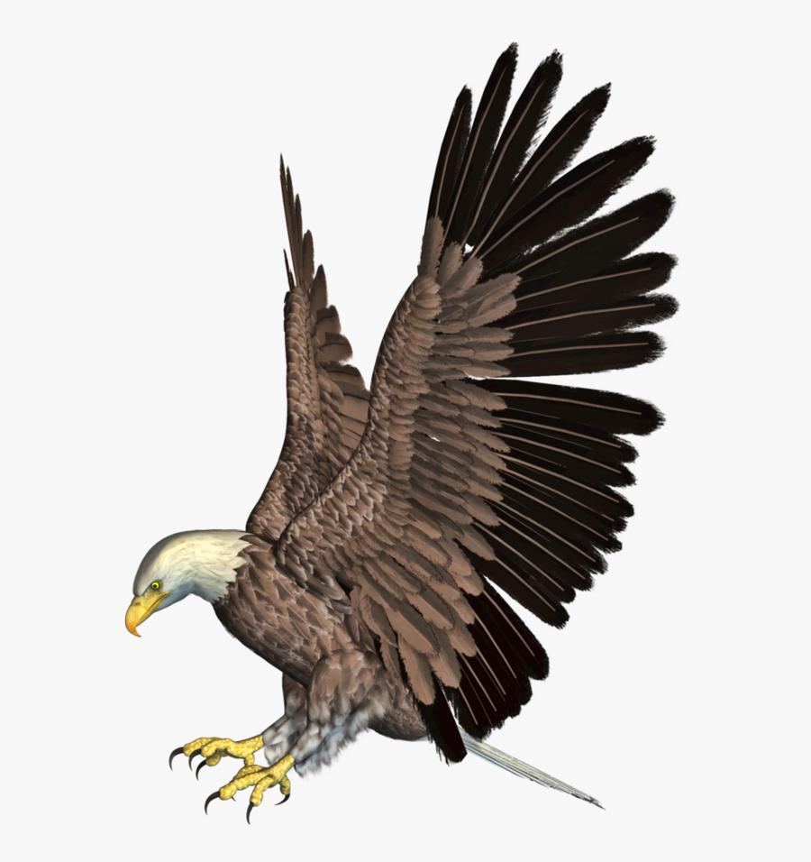 Download Free Eagle Png Transparent Images Transparent - Eagle Attack On Lion, Transparent Clipart
