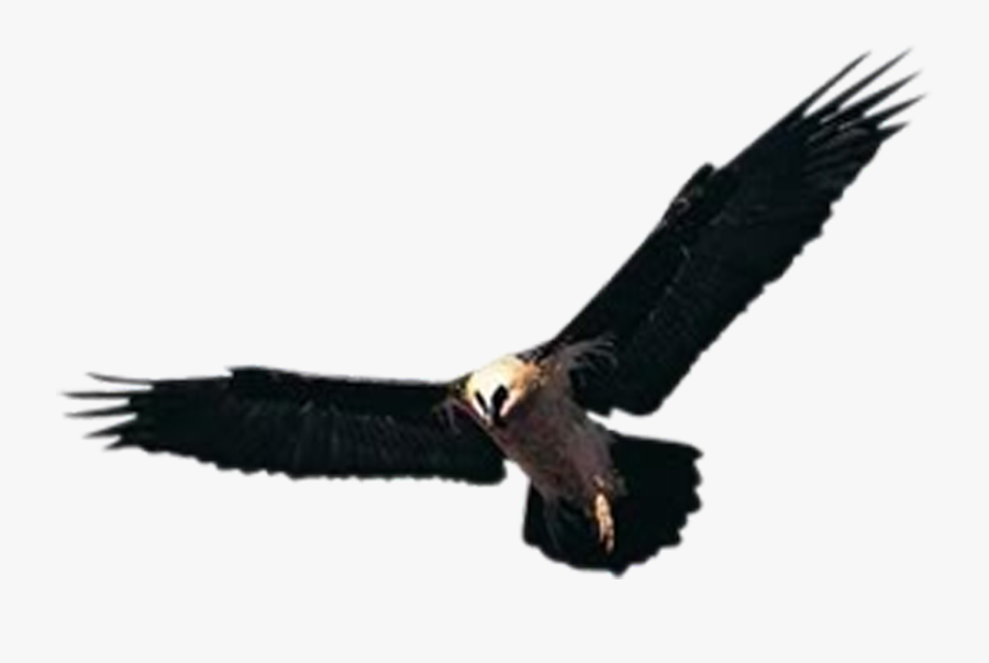 Huishan District Hawk Accipiter Yixing Shenxing Knitting - Hawk, Transparent Clipart