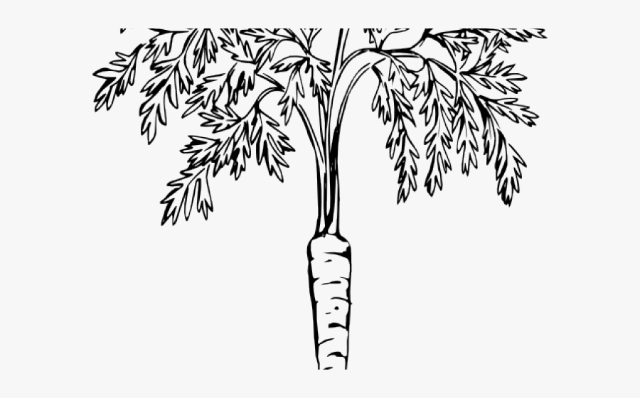 Carrot Clip Art, Transparent Clipart