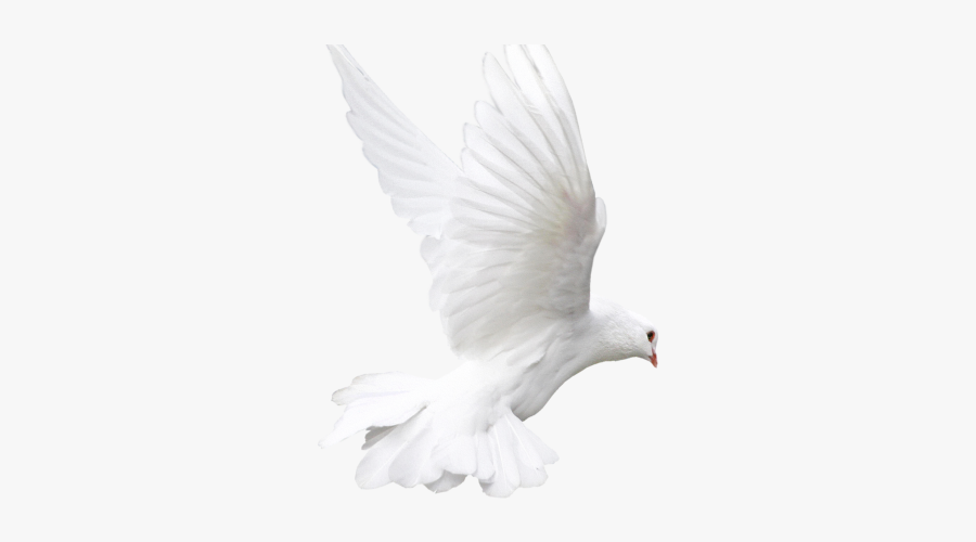 Png Images White Doves, Transparent Clipart