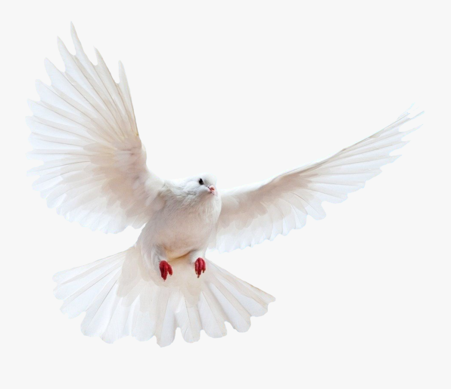 Transparent Png Pictures Free - Transparent White Dove Png, Transparent Clipart