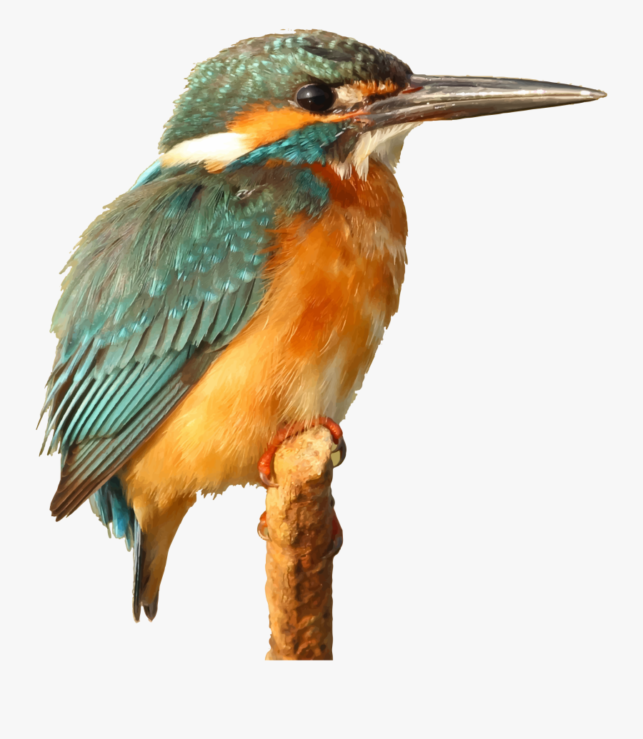 Caption For Kingfisher Bird, Transparent Clipart