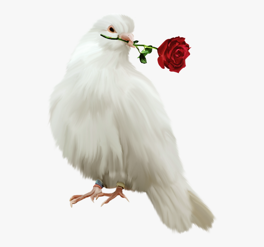 Painted With Red Rose - Red Rose With Birds, Transparent Clipart