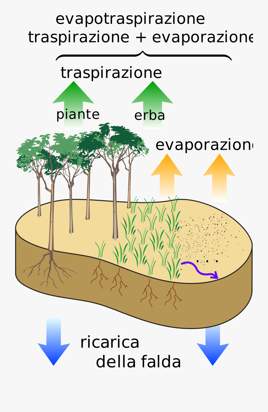 Vegetation And Slope Stability - Evaporation Transpiration, Transparent Clipart