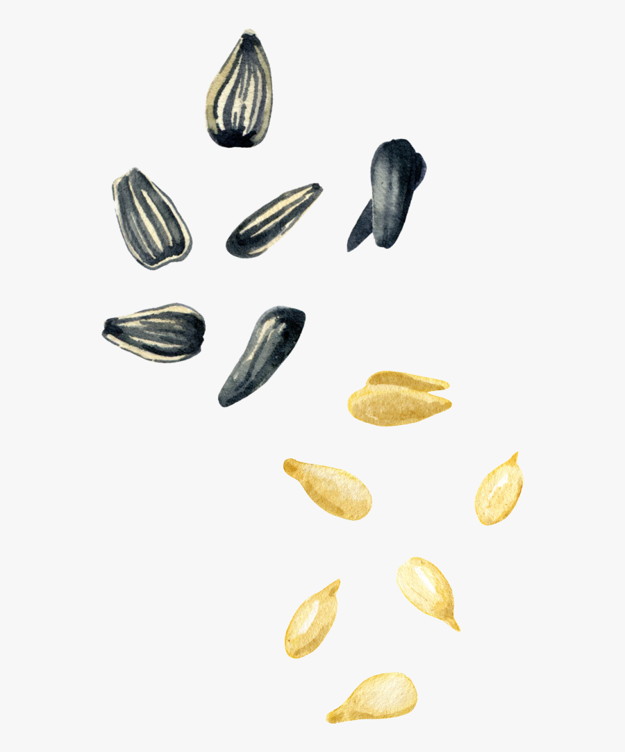 Mussel, Transparent Clipart
