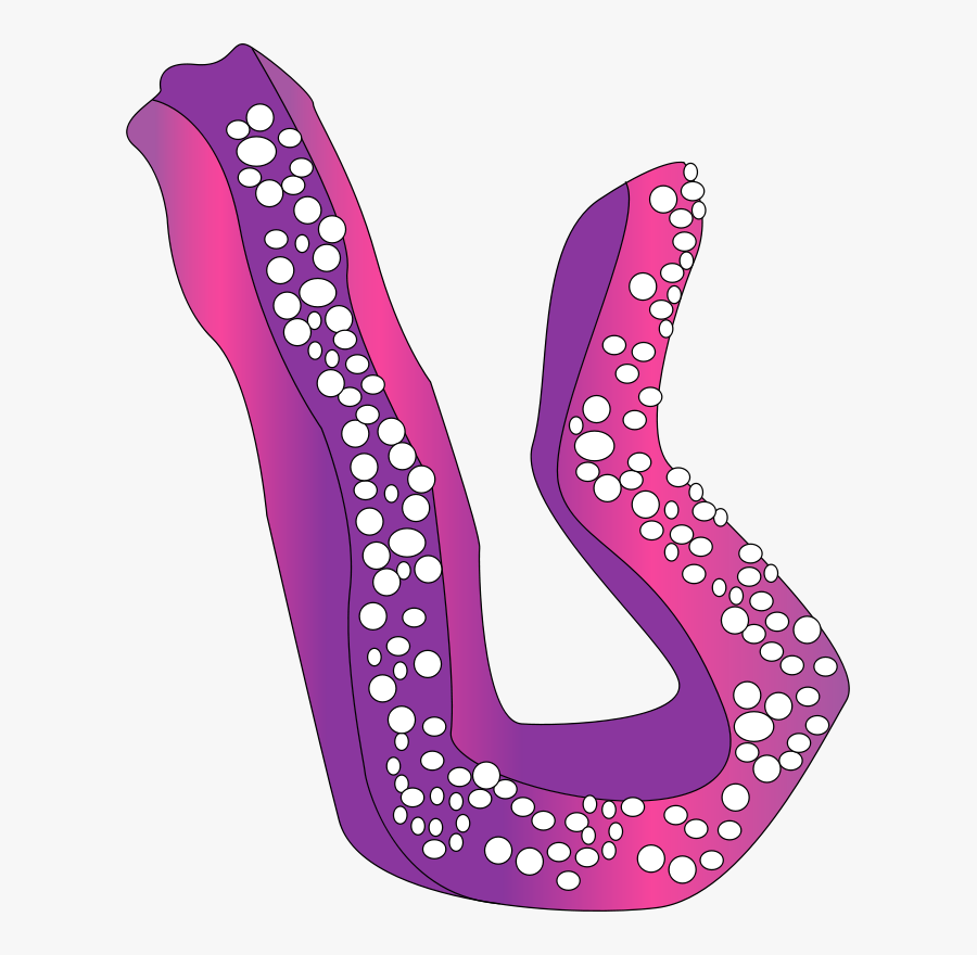 Concombre De Mer - Clip Art, Transparent Clipart