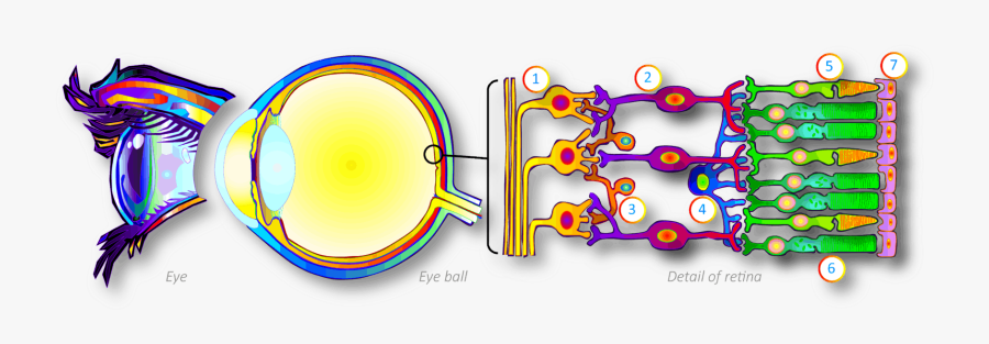 Circle, Transparent Clipart