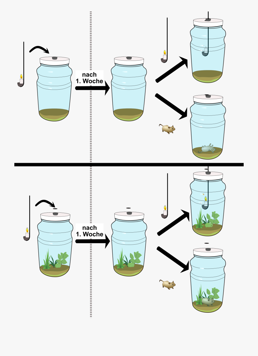 File Flaschengarten Priestley Svg Wikimedia Commons, Transparent Clipart