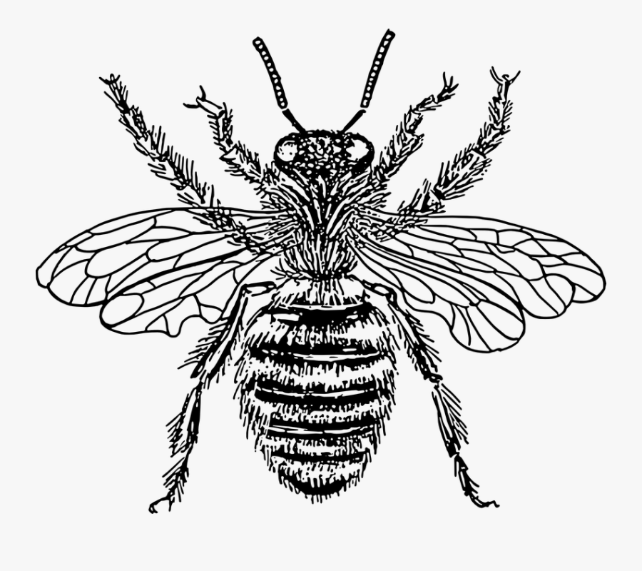 Transparent Bee Clipart Black And White - Diagram Of Queen Honey Bee, Transparent Clipart